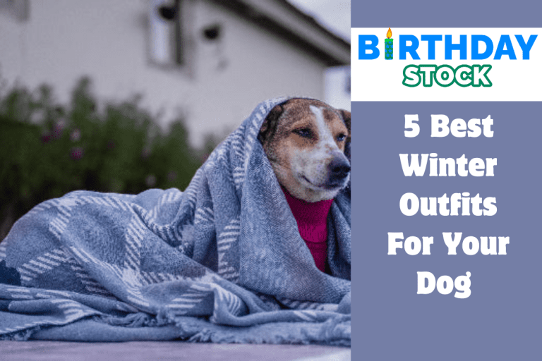 5 Best Winter Outfits For Your Dog 