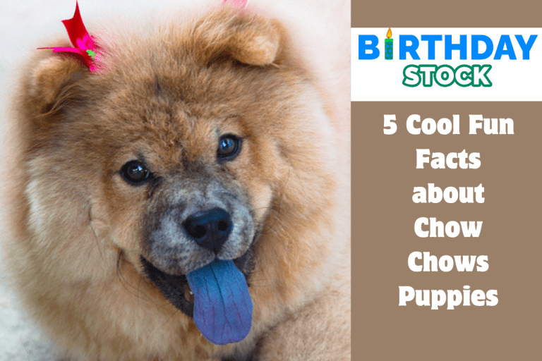 5 Cool Fun Facts about Chow Chows Puppies
