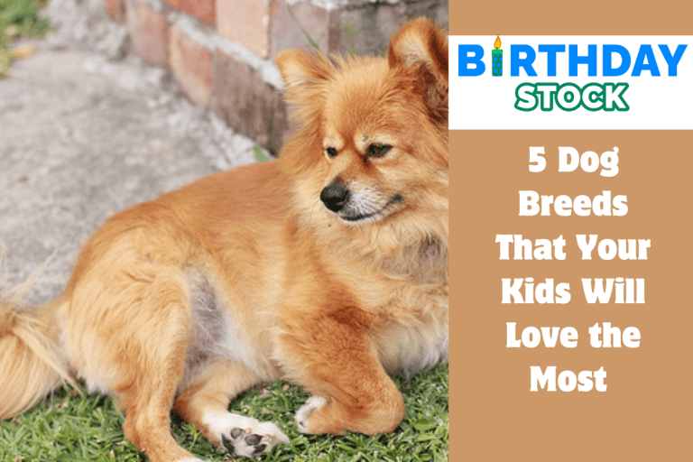 5 Dog Breeds That Your Kids Will Love the Most 