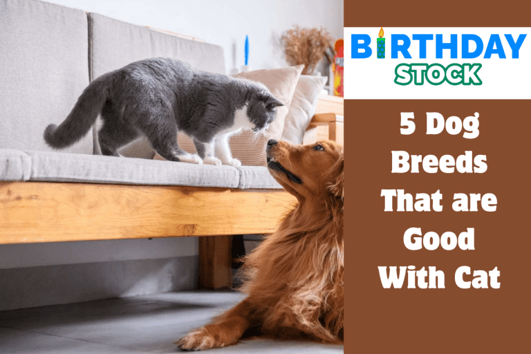 5 Dog Breeds That are Good With Cat