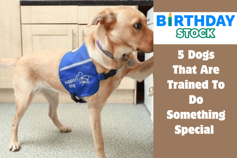 5 Dogs That Are Trained To Do Something Special 