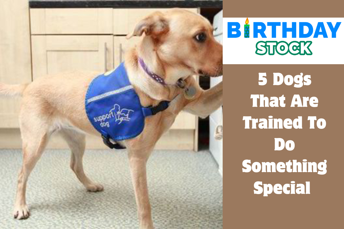5 Dogs That Are Trained To Do Something Special 