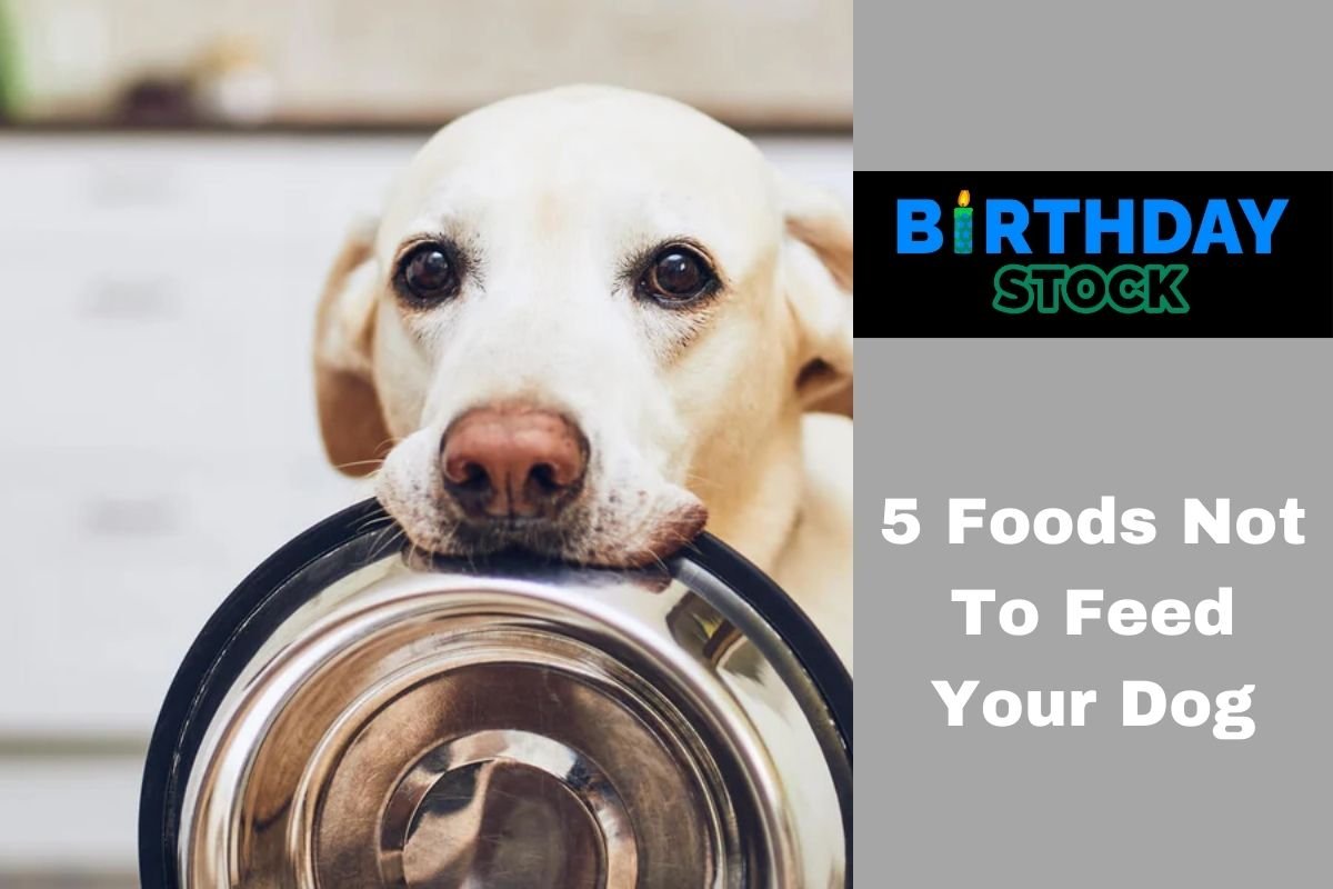 5 Foods Not To Feed Your Dog