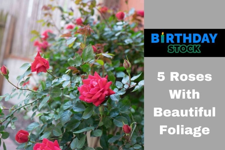 5 Roses With Beautiful Foliage