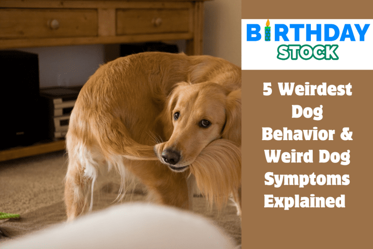 5 Weirdest Dog Behavior & Weird Dog Symptoms Explained 