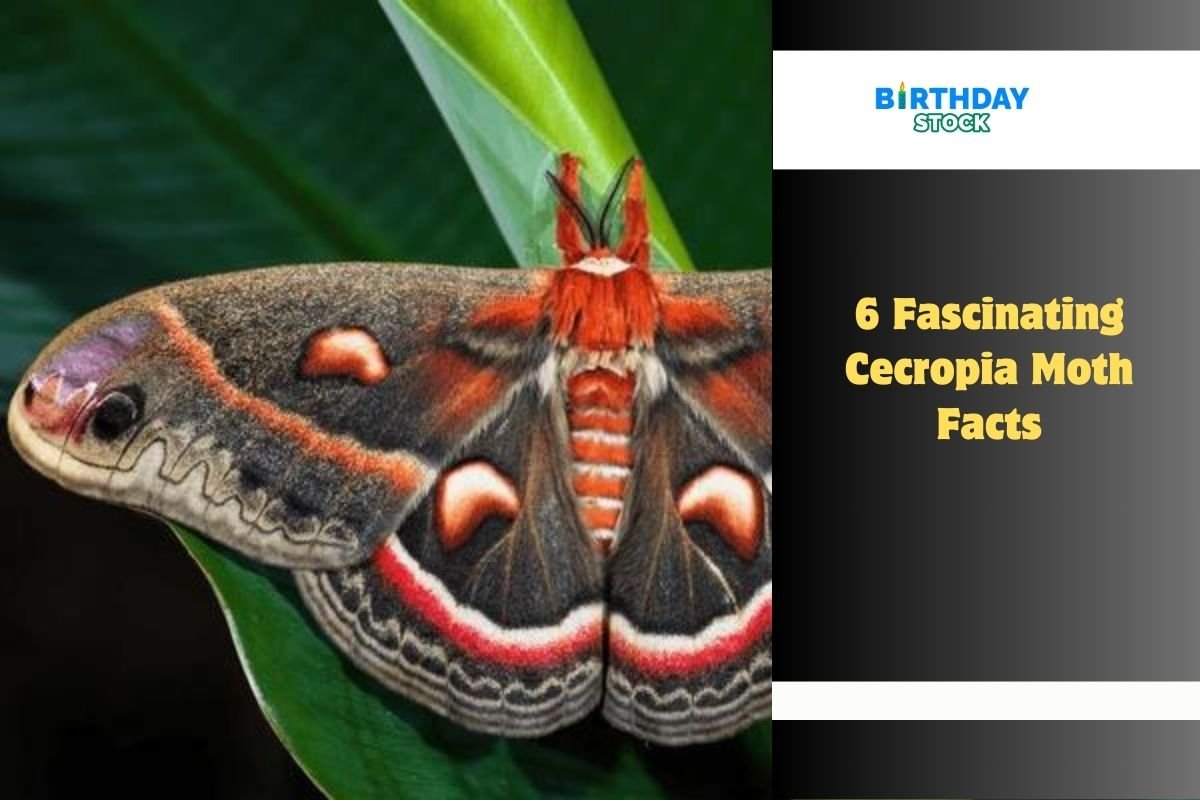 6 Fascinating Cecropia Moth Facts
