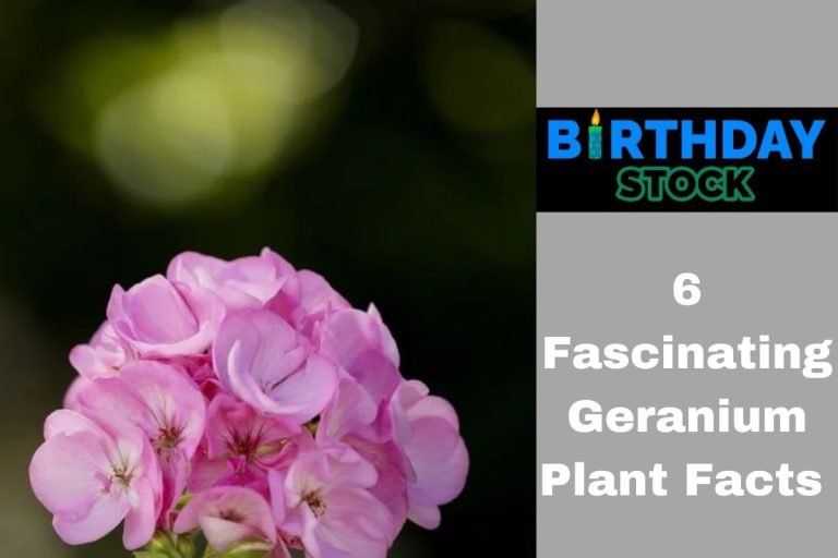 6 Fascinating Geranium Plant Facts