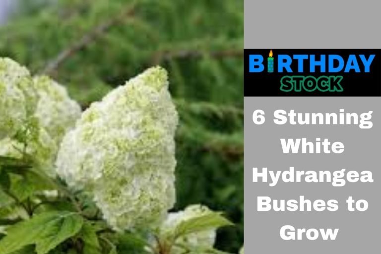 6 Stunning White Hydrangea Bushes to Grow