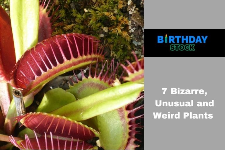 7 Bizarre, Unusual and Weird Plants