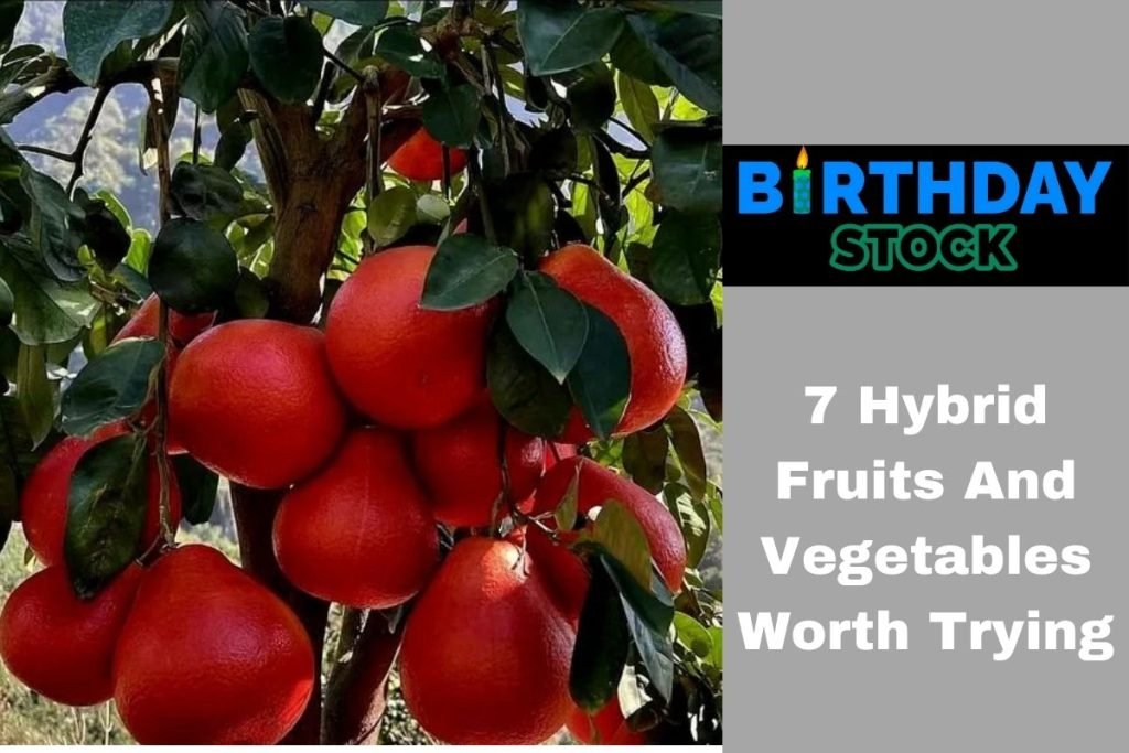 7 Hybrid Fruits And Vegetables Worth Trying Birthday Stock