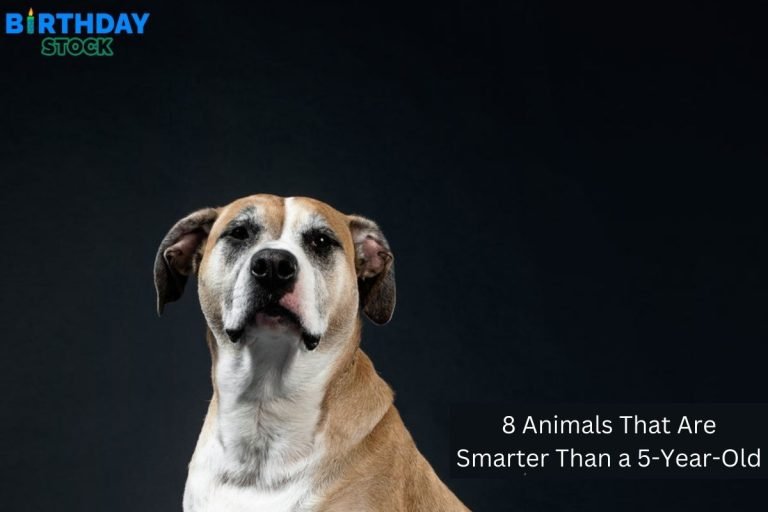 8 Animals That Are Smarter Than a 5-Year-Old