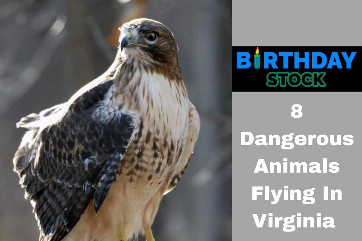 8 Dangerous Animals Flying In Virginia