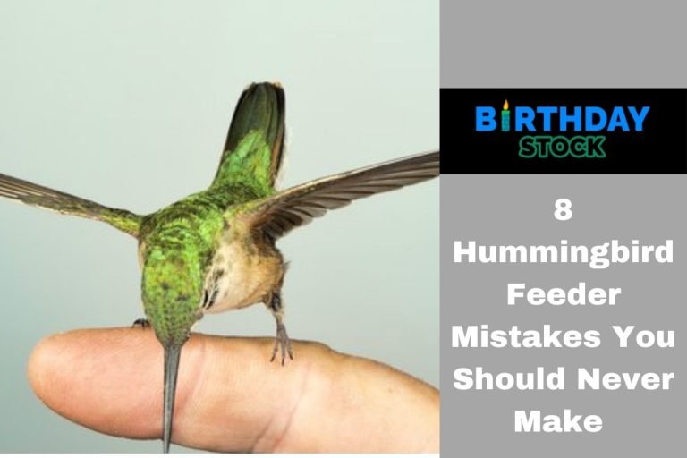 8 Hummingbird Feeder Mistakes You Should Never Make