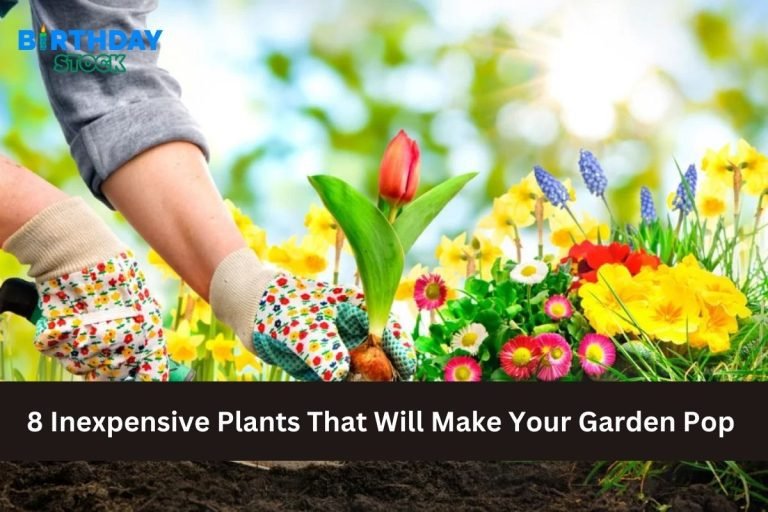 8 Inexpensive Plants That Will Make Your Garden Pop
