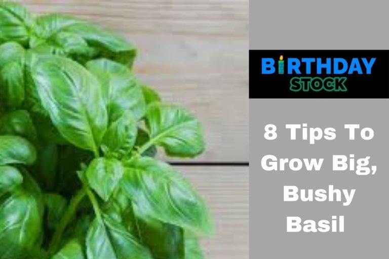 8 Tips To Grow Big, Bushy Basil