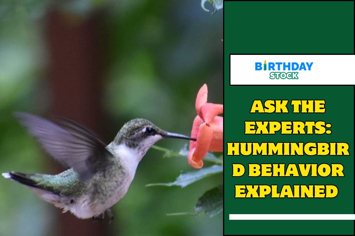Ask the Experts Hummingbird Behavior Explained