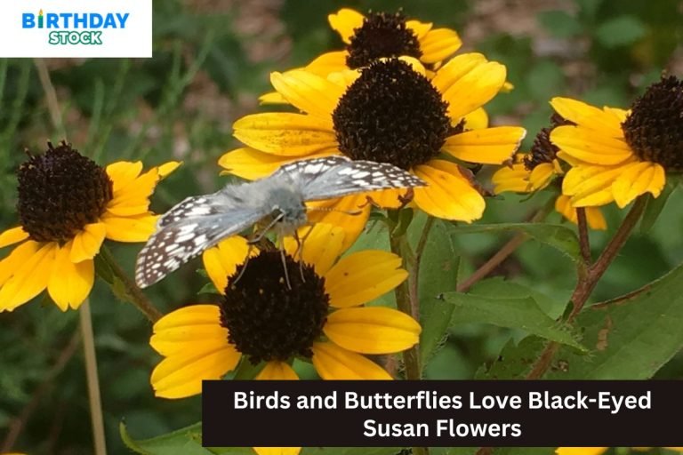 Birds and Butterflies Love Black-Eyed Susan Flowers