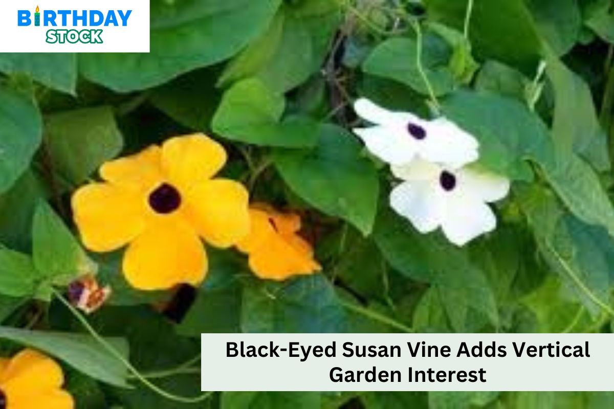 Black-Eyed Susan Vine Adds Vertical Garden Interest