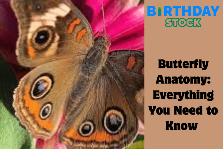 Butterfly Anatomy Everything You Need to Know 