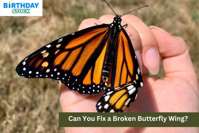 Can You Fix a Broken Butterfly Wing?