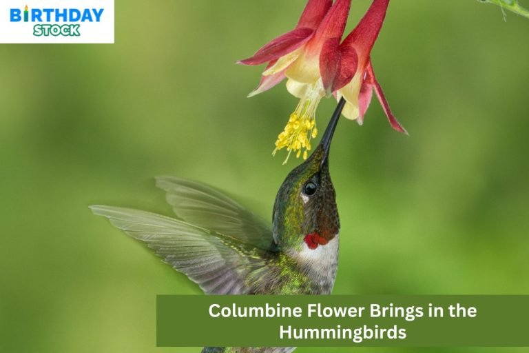 Columbine Flower Brings in the Hummingbirds