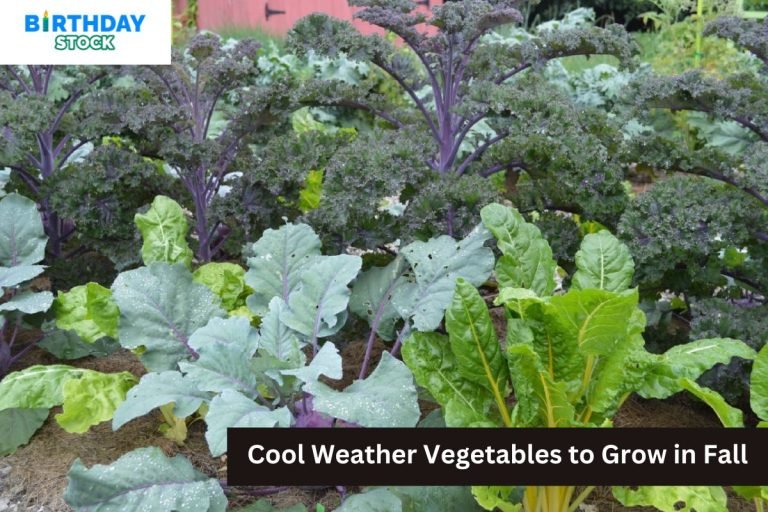 Cool Weather Vegetables to Grow in Fall