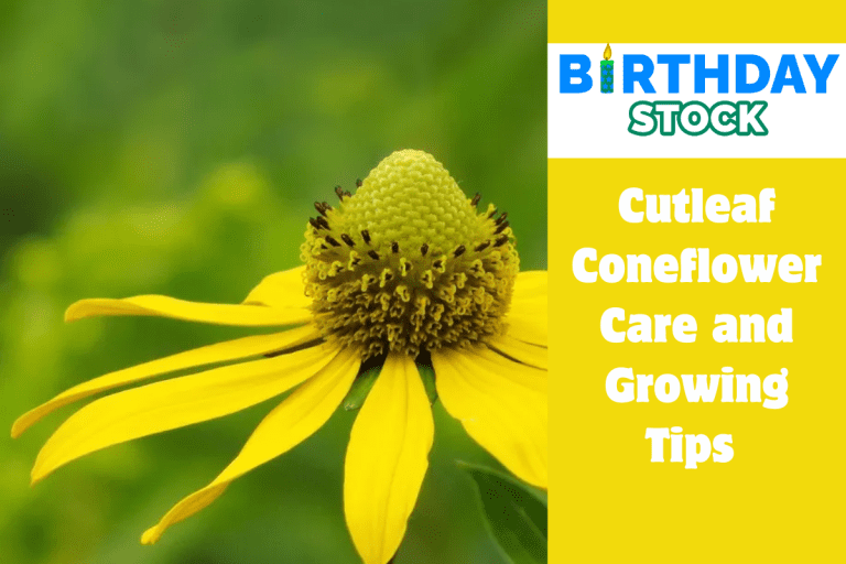 Cutleaf Coneflower Care and Growing Tips 
