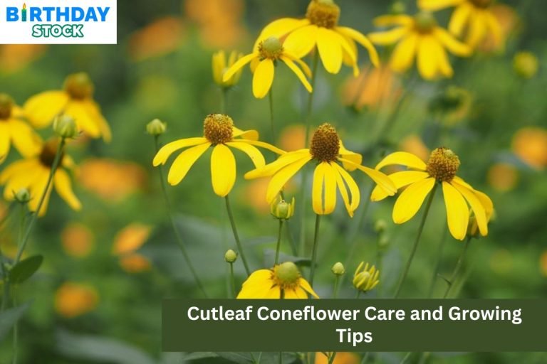 Cutleaf Coneflower Care and Growing Tips