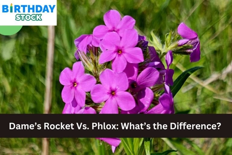 Dame’s Rocket Vs. Phlox: What’s the Difference?