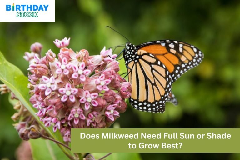 Does Milkweed Need Full Sun or Shade to Grow Best?