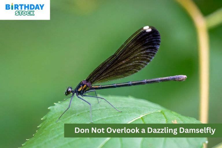Don Not Overlook a Dazzling Damselfly