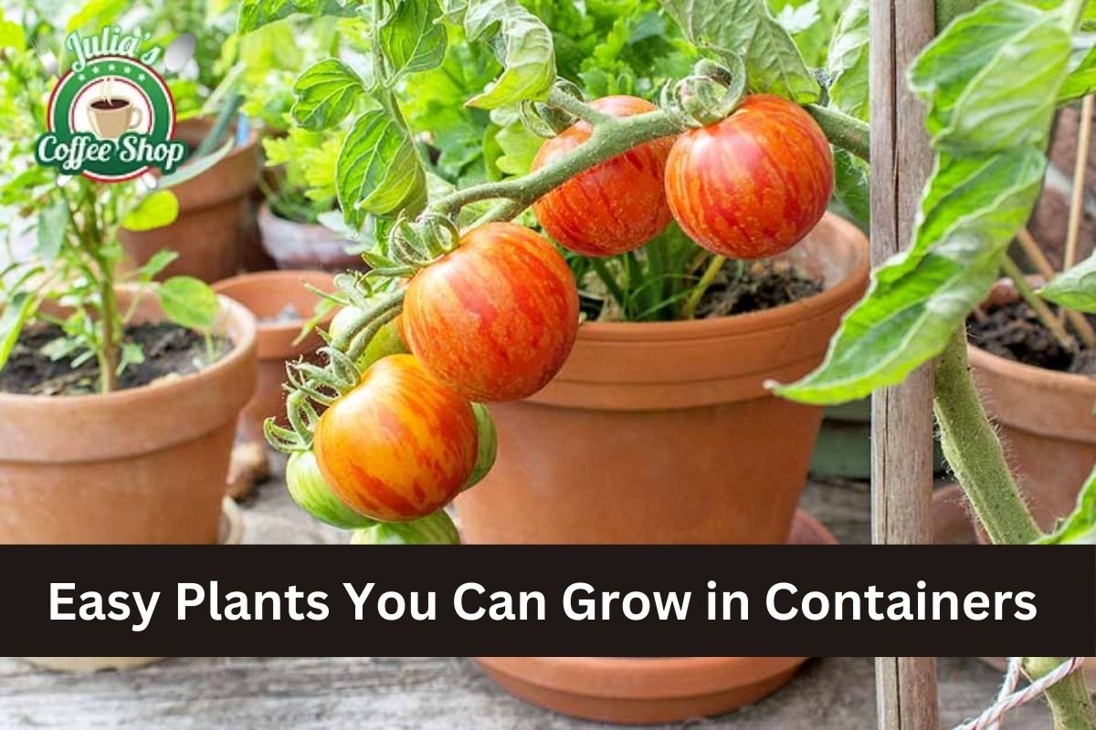 Easy Plants You Can Grow in Containers