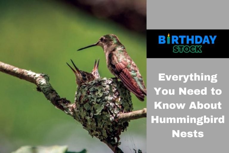 Everything You Need to Know About Hummingbird Nests