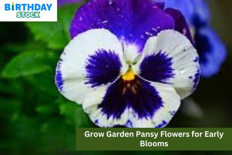 Grow Garden Pansy Flowers for Early Blooms
