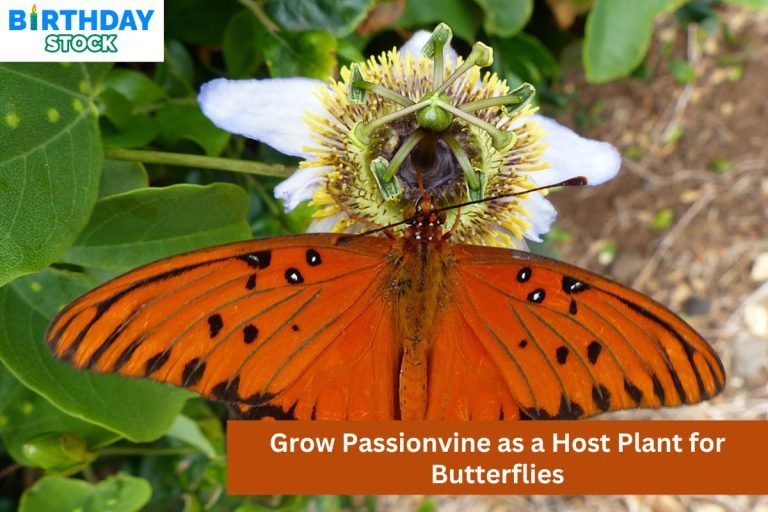 Grow Passionvine as a Host Plant for Butterflies