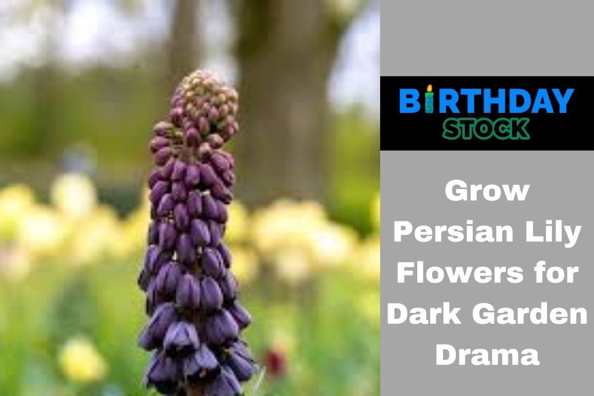 Grow Persian Lily Flowers for Dark Garden Drama