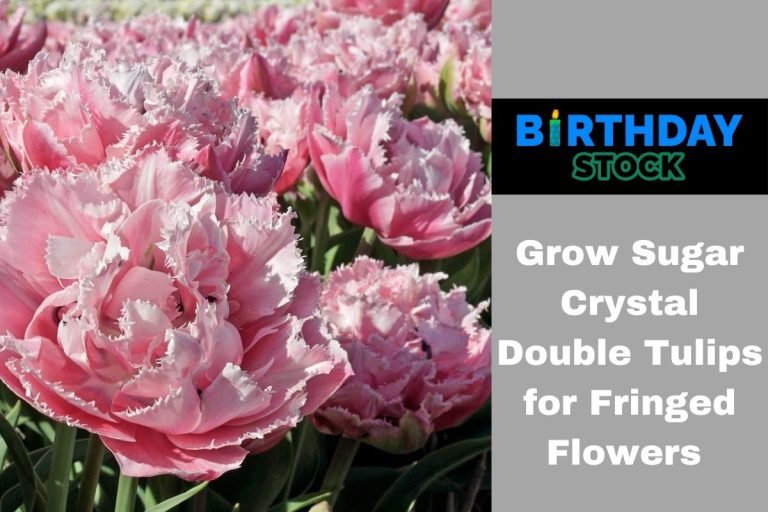 Grow Sugar Crystal Double Tulips for Fringed Flowers
