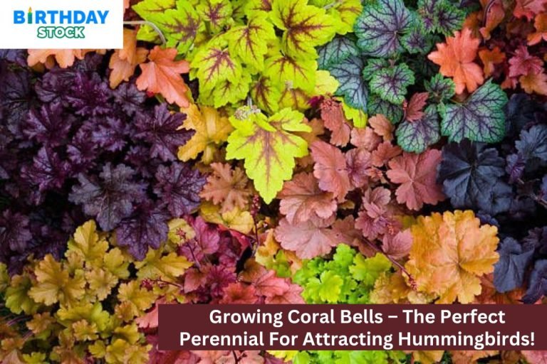 Growing Coral Bells – The Perfect Perennial For Attracting Hummingbirds!
