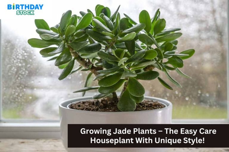 Growing Jade Plants – The Easy Care Houseplant With Unique Style!