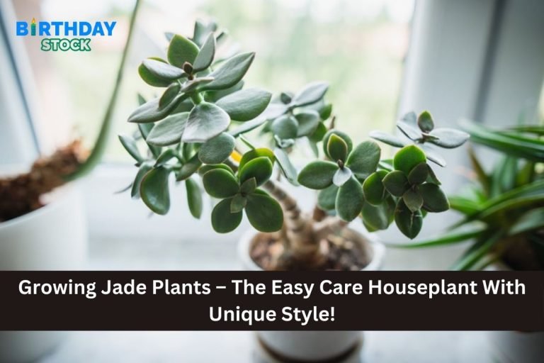 Growing Jade Plants – The Easy Care Houseplant With Unique Style!