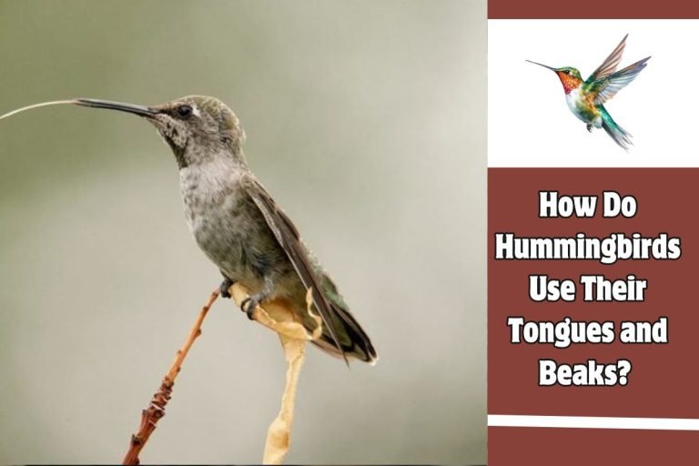 How Do Hummingbirds Use Their Tongues and Beaks