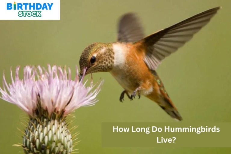 How Long Do Hummingbirds Live?
