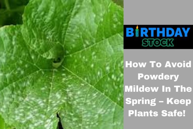 How To Avoid Powdery Mildew In The Spring – Keep Plants Safe!