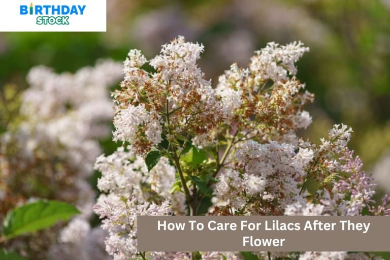 How To Care For Lilacs After They Flower