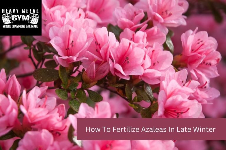 How To Fertilize Azaleas In Late Winter