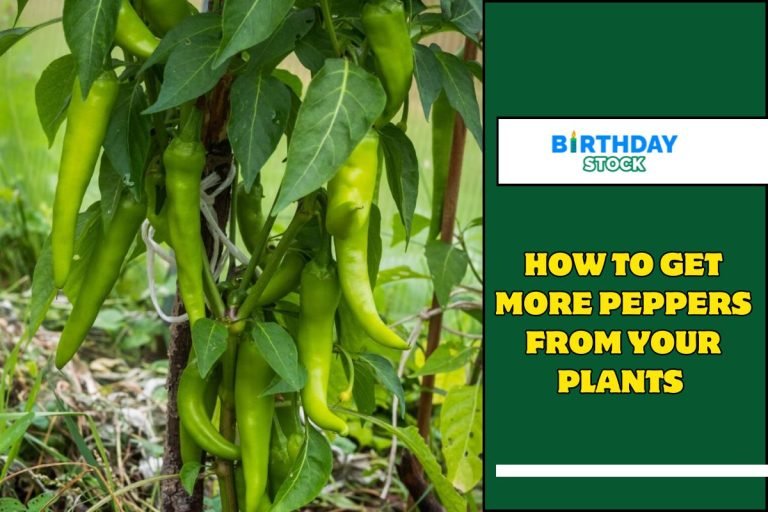 How To Get More Peppers From Your Plants
