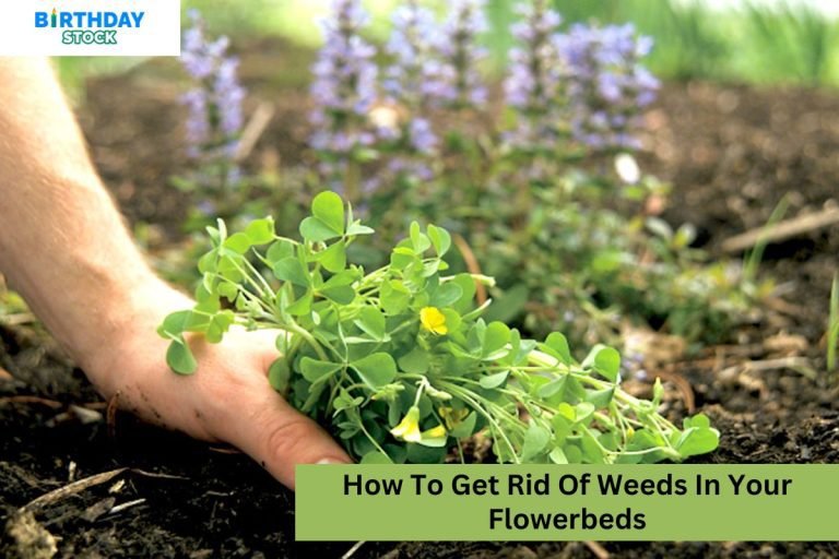 How To Get Rid Of Weeds In Your Flowerbeds