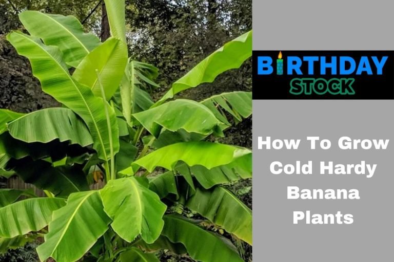 How To Grow Cold Hardy Banana Plants