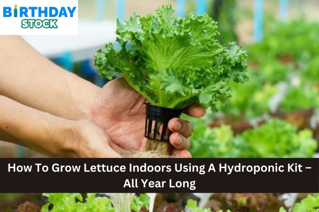 Indoor Hydroponic Garden Setup: Creating Soil-Free Growing Spaces at ...