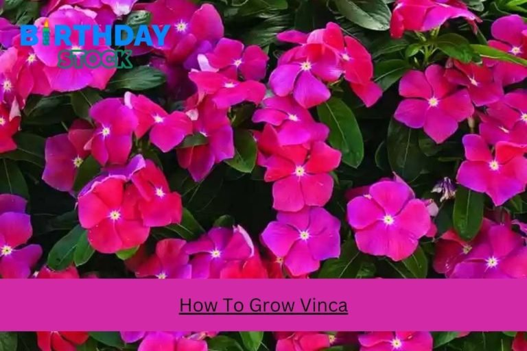 How To Grow Vinca
